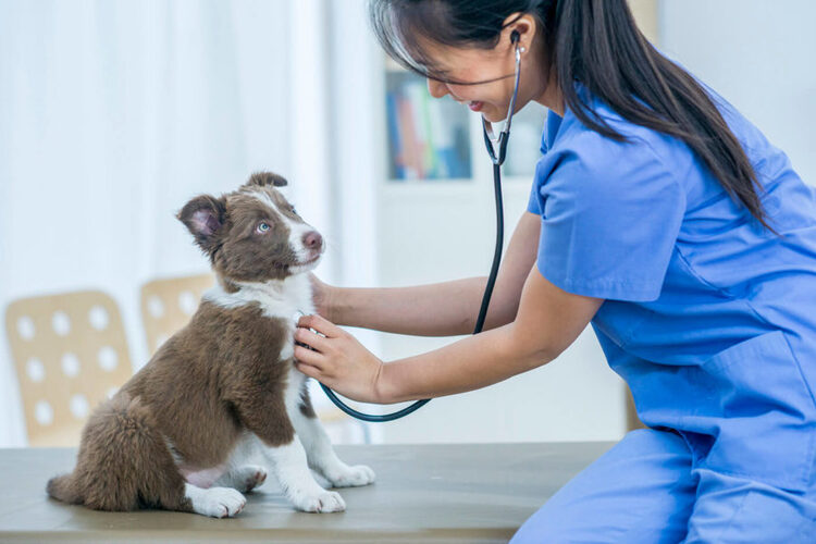 GUÍA PARA ADQUIRIR SEGURO DE MASCOTAS GUÍA PARA ADQUIRIR SEGURO DE MASCOTAS